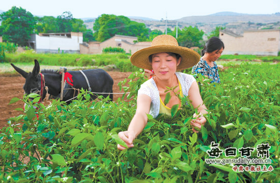 女大学生村官:李芬霞