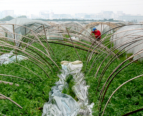 响水河镇梁家河村:春秋瓜棚发展速度迅猛