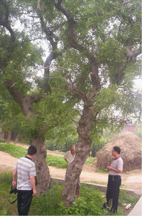 粗大的酸枣树一人难以围抱